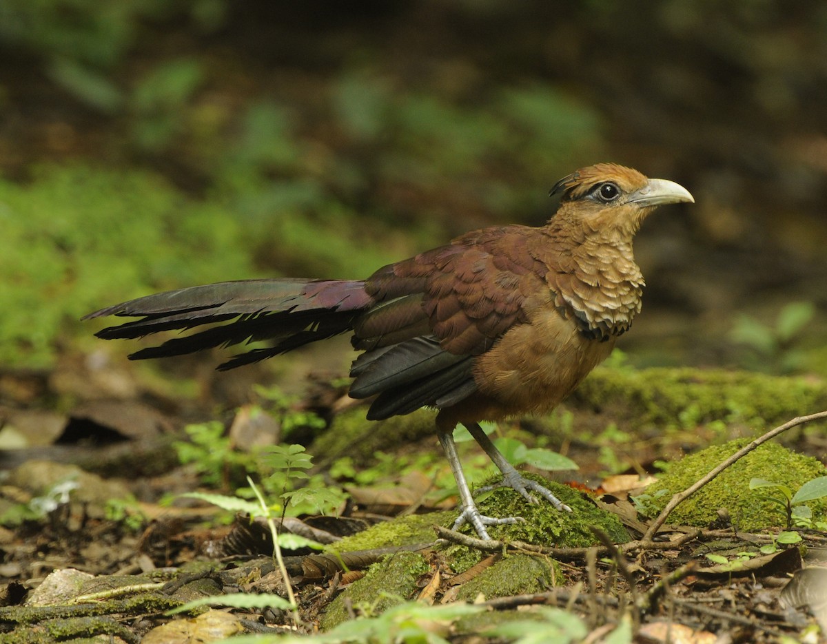 Rufous-vented Ground-Cuckoo - ML193822081