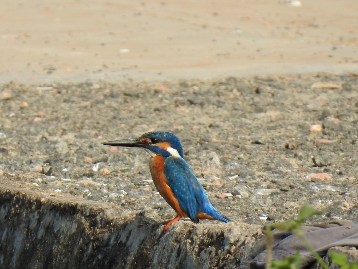 Common Kingfisher - ML193823711