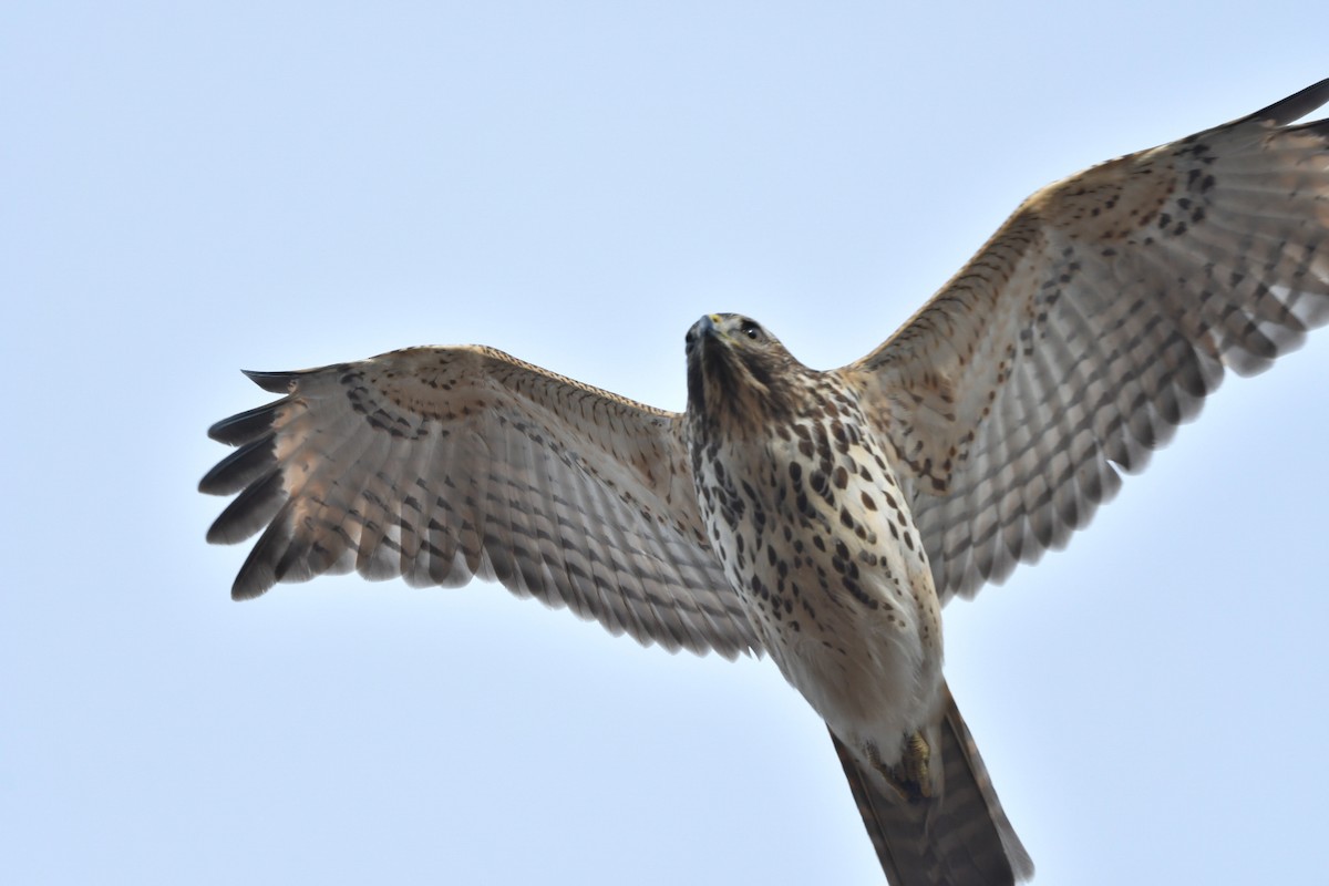 Red-shouldered Hawk - Jonathan Irons