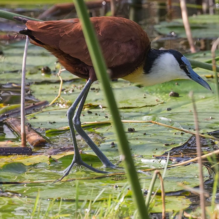 African Jacana - ML193825271