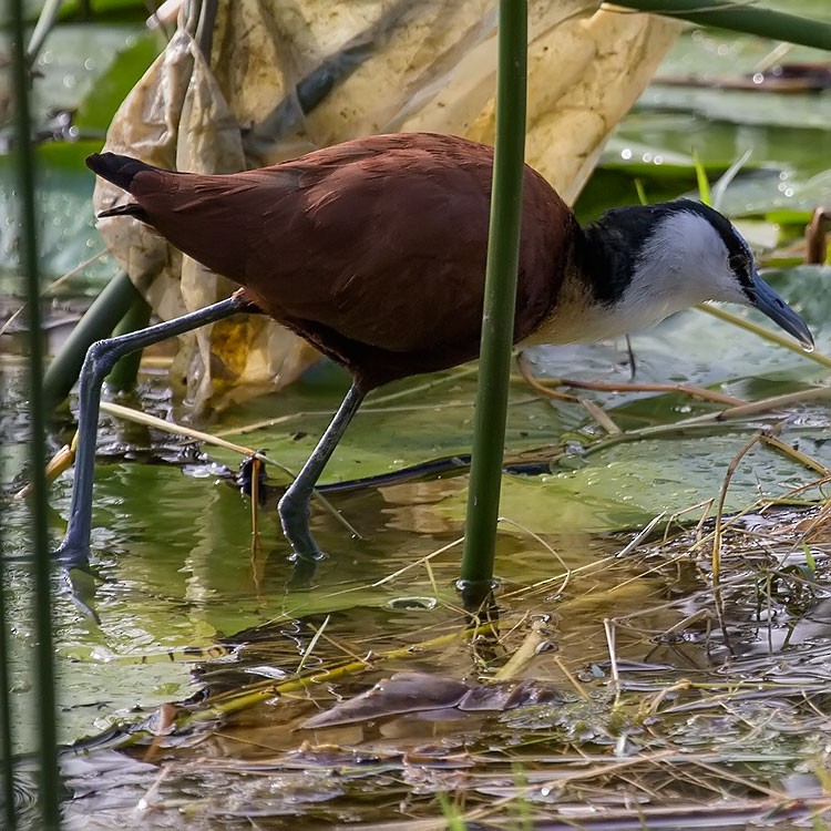 African Jacana - ML193825281