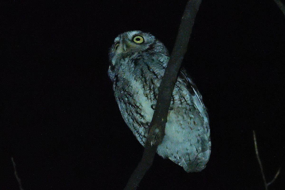 Eastern Screech-Owl - ML193825591