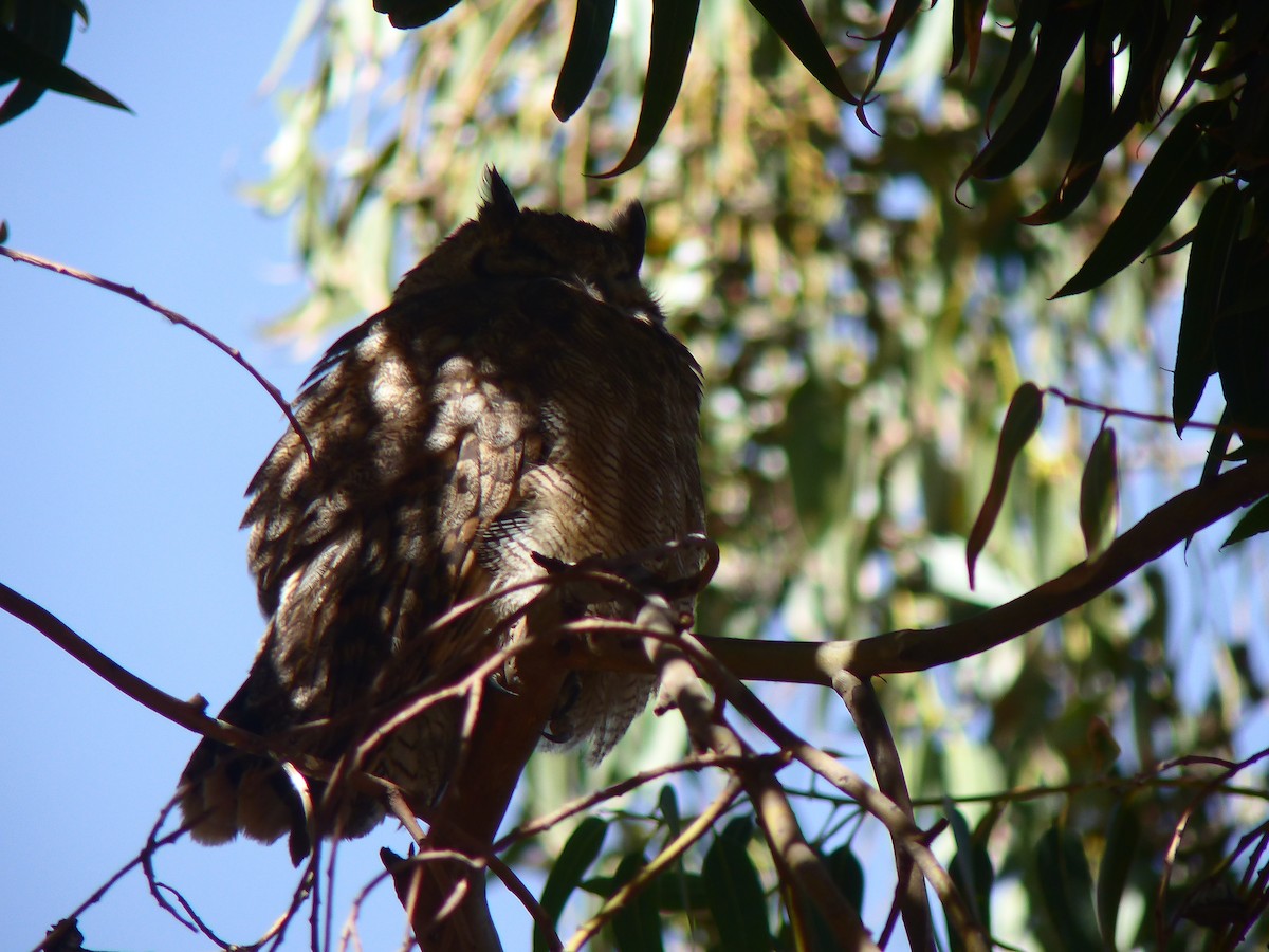 Lesser Horned Owl - ML193825911