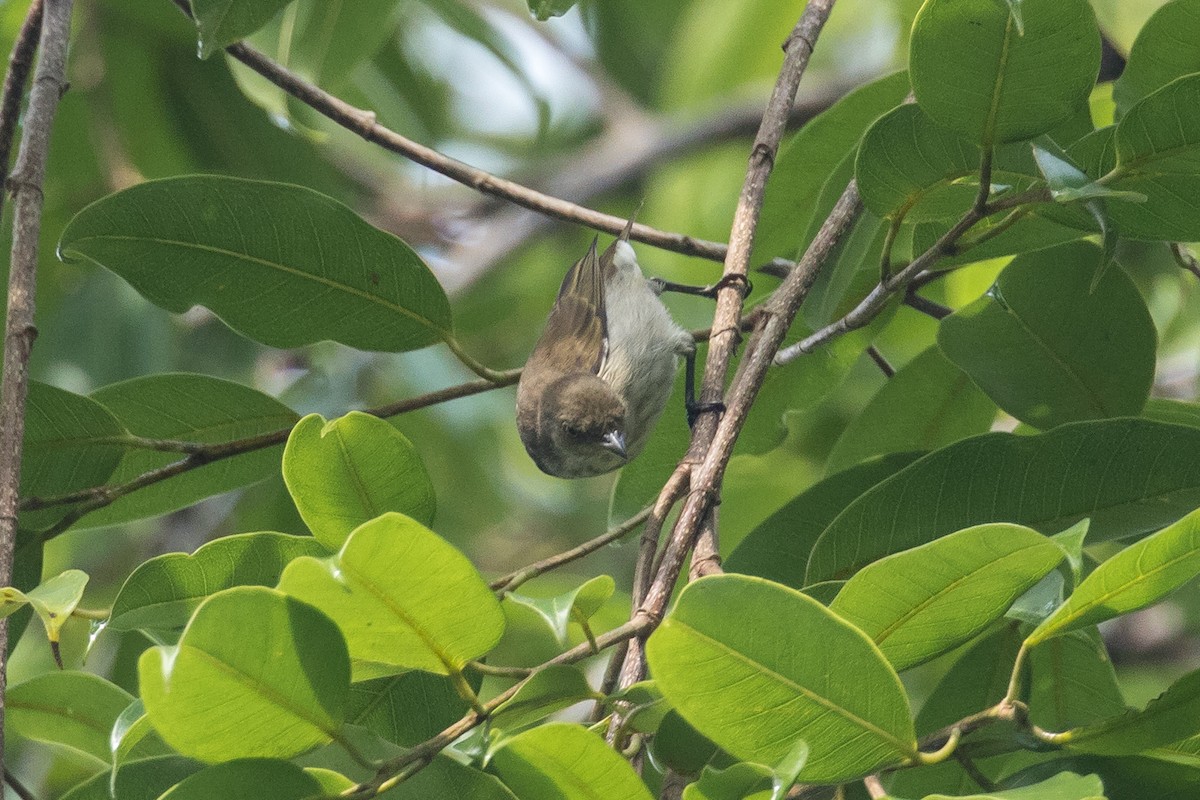 Thick-billed Flowerpecker - ML193827481