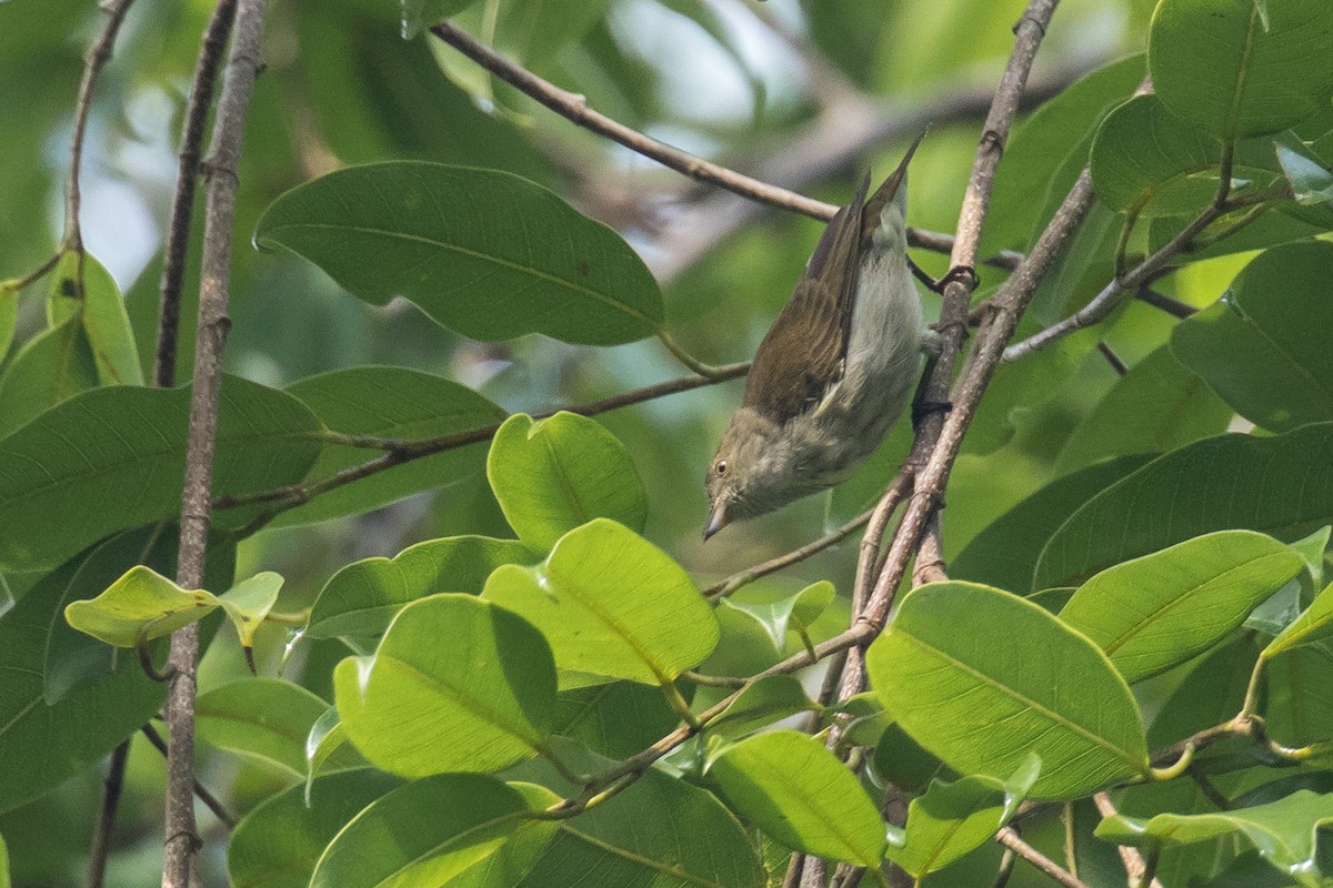 Thick-billed Flowerpecker - ML193827521