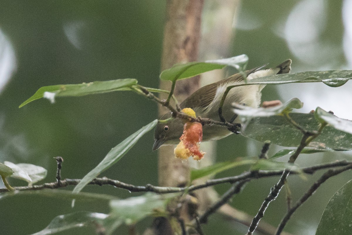 Thick-billed Flowerpecker - ML193827571