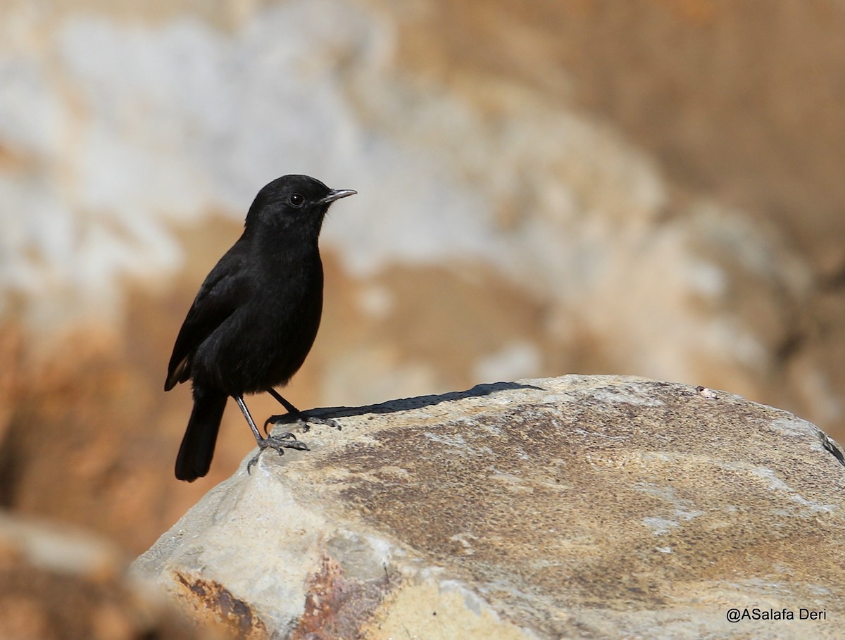 Rüppell's Chat - Fanis Theofanopoulos (ASalafa Deri) 🐐