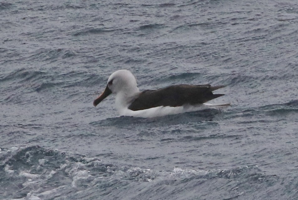 albatros pestrozobý - ML193829751