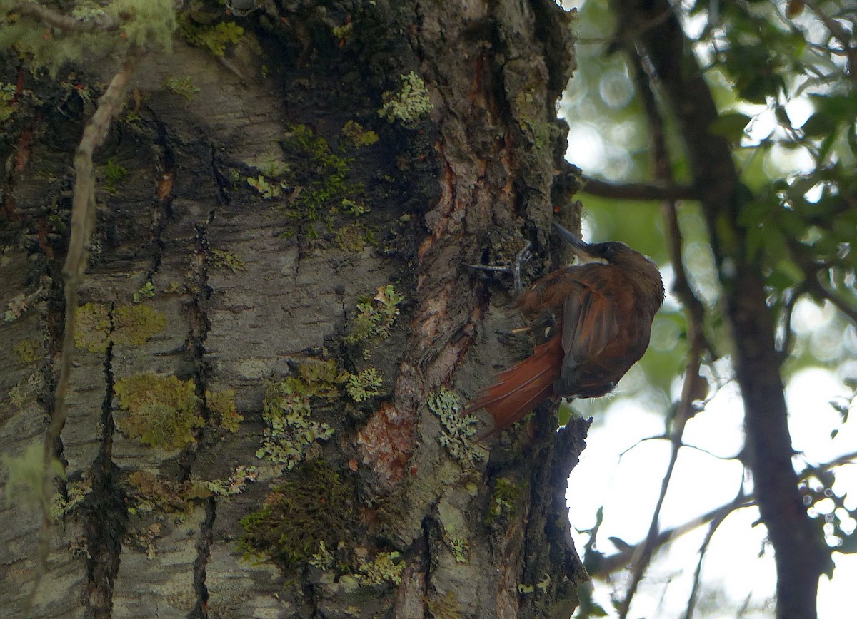 White-throated Treerunner - ML193830341