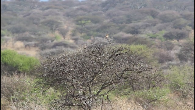 Short-clawed Lark - ML193830721