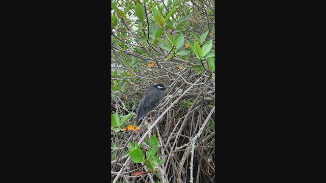 Yellow-crowned Night Heron (Galapagos) - ML193831481