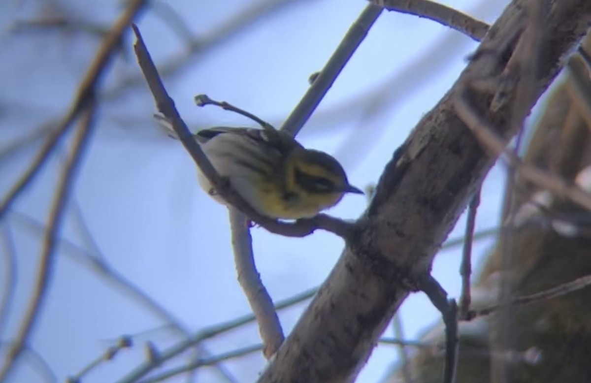 Townsend's Warbler - ML193831571