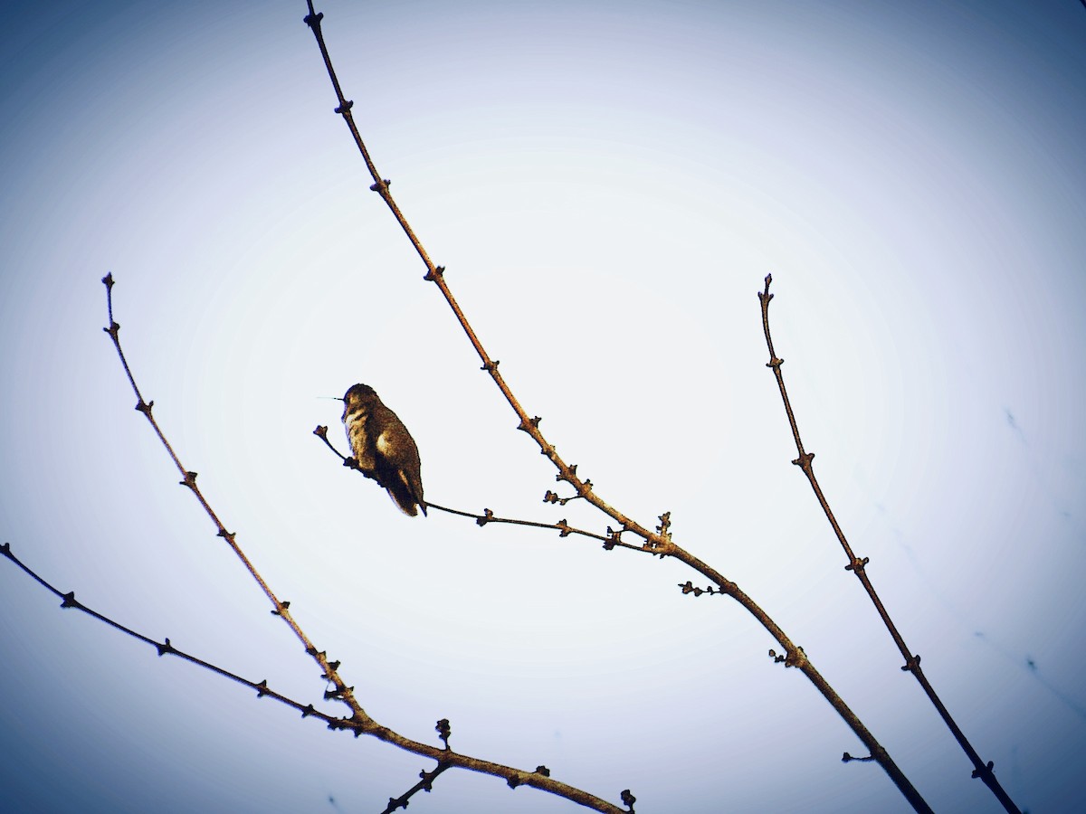 Black-chinned Hummingbird - ML193831811