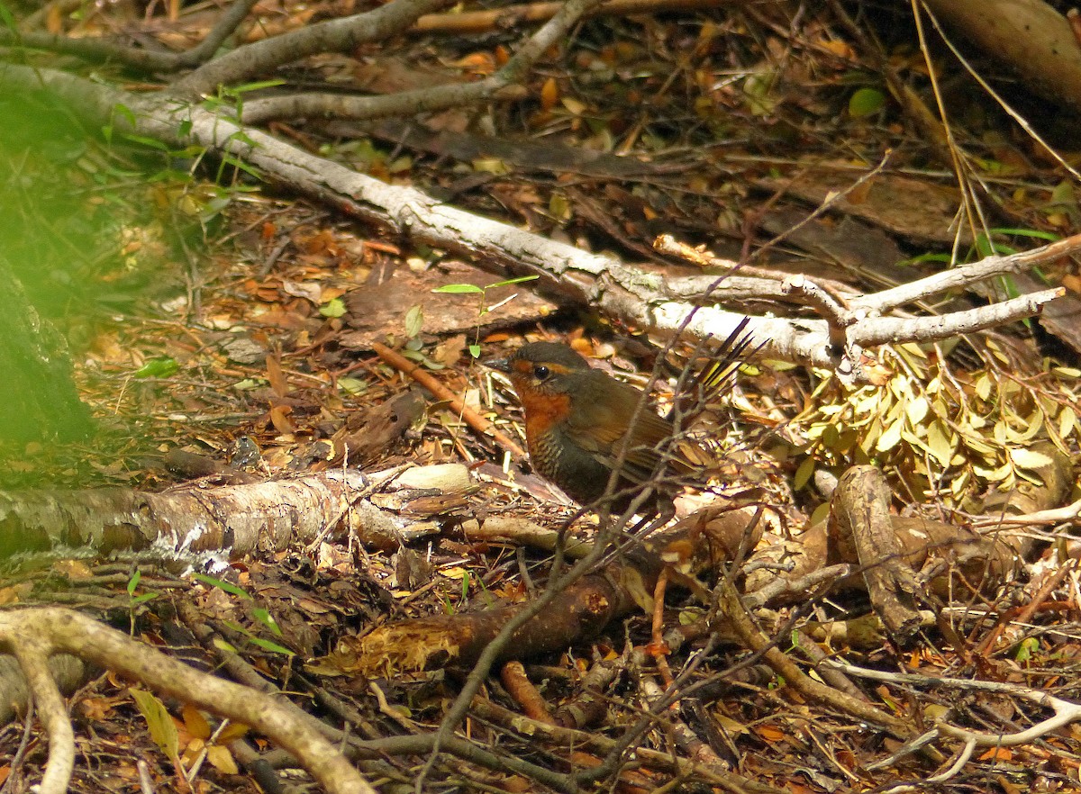 Rotkehltapaculo - ML193831941