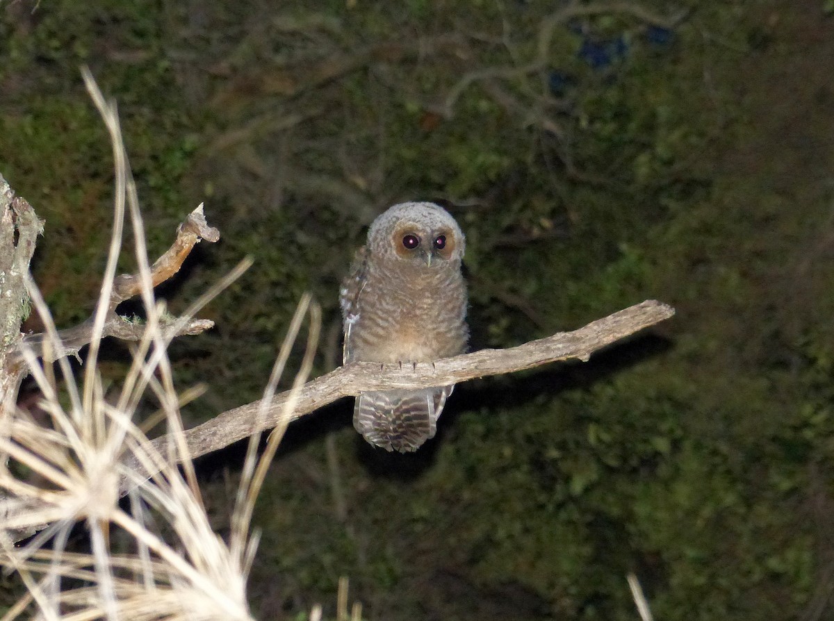 Rufous-legged Owl - ML193834321