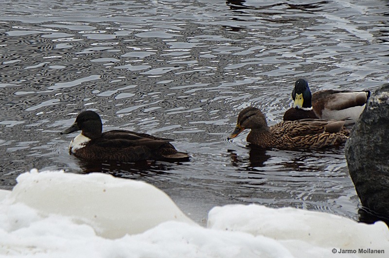 Canard colvert (forme domestique) - ML193835211