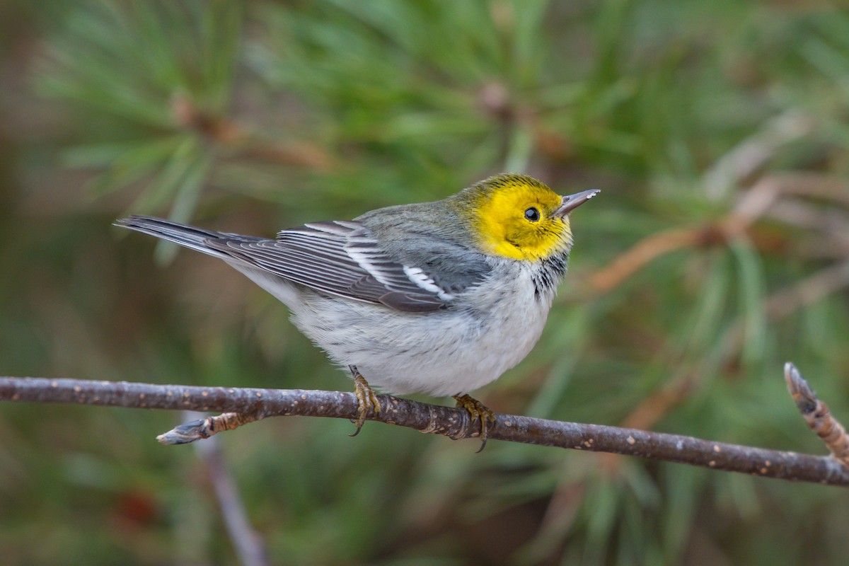 Hermit Warbler - ML193840041