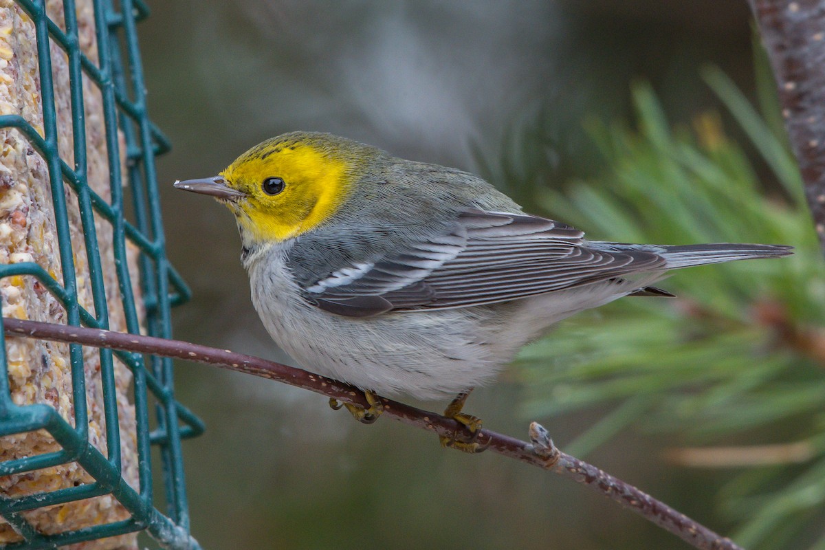 Hermit Warbler - ML193840061