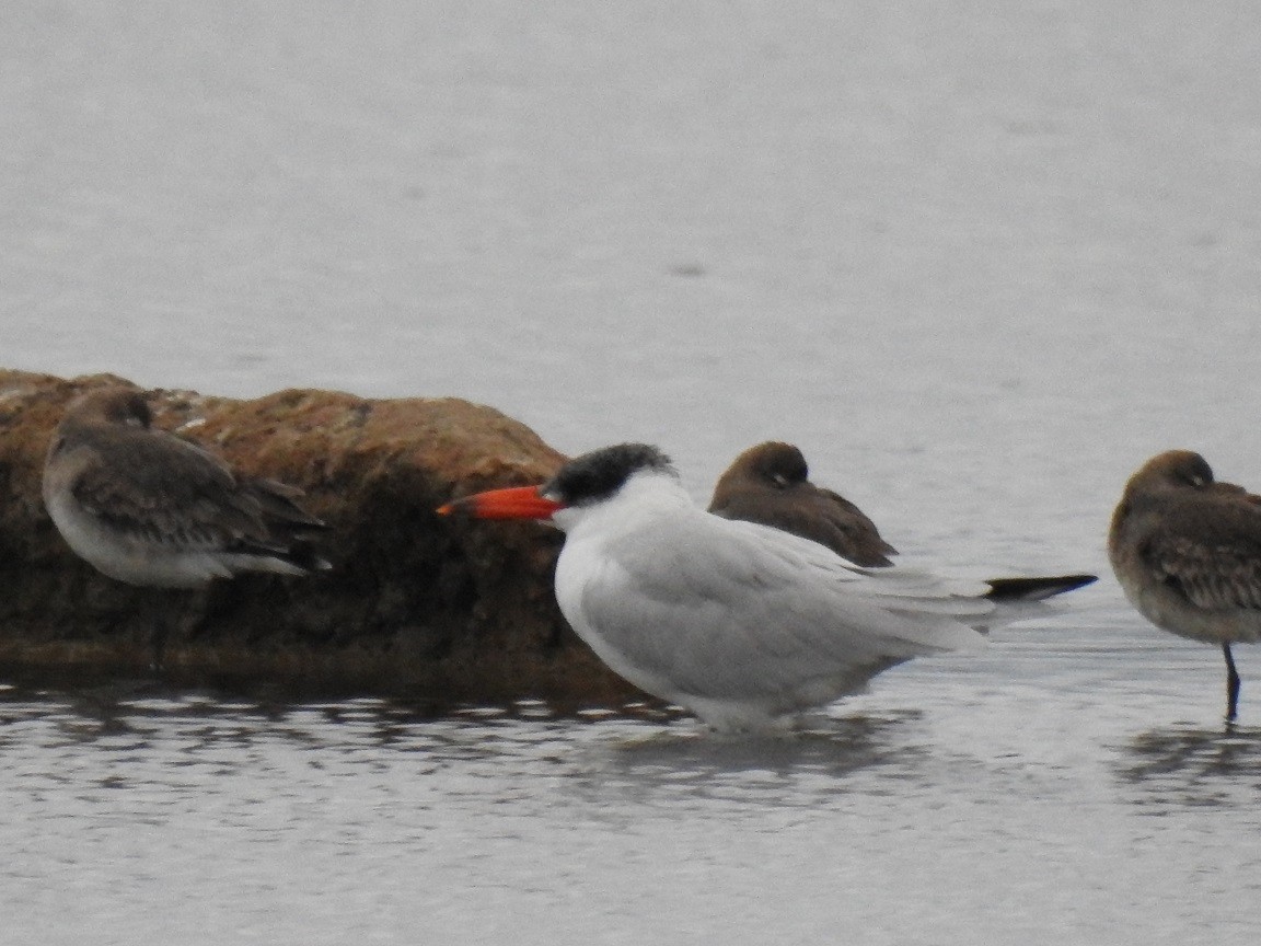 Caspian Tern - ML193844051