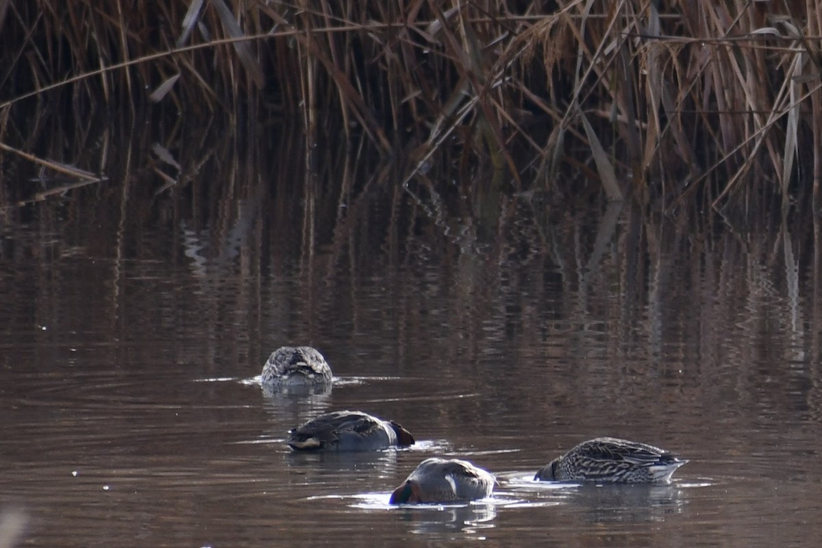 Green-winged Teal - ML193844411