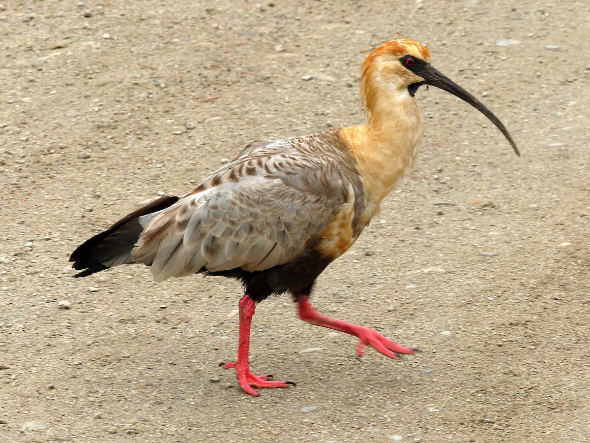 ibis laločnatý - ML193845501