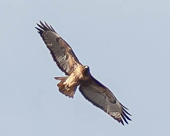 Red-tailed Hawk - ML193845821