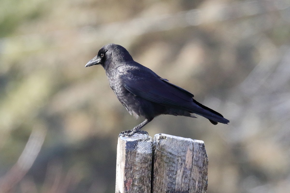 American Crow - ML193847751