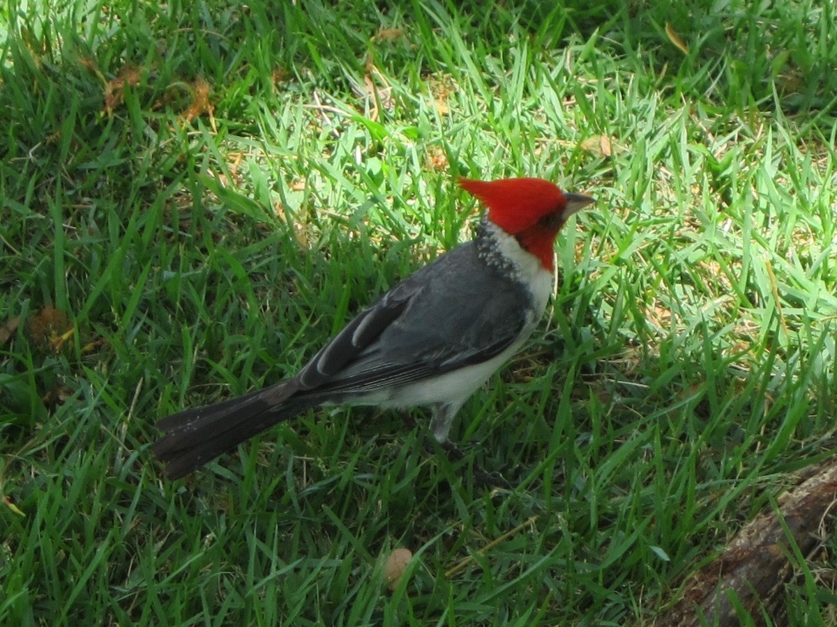 Red-crested Cardinal - ML193848611