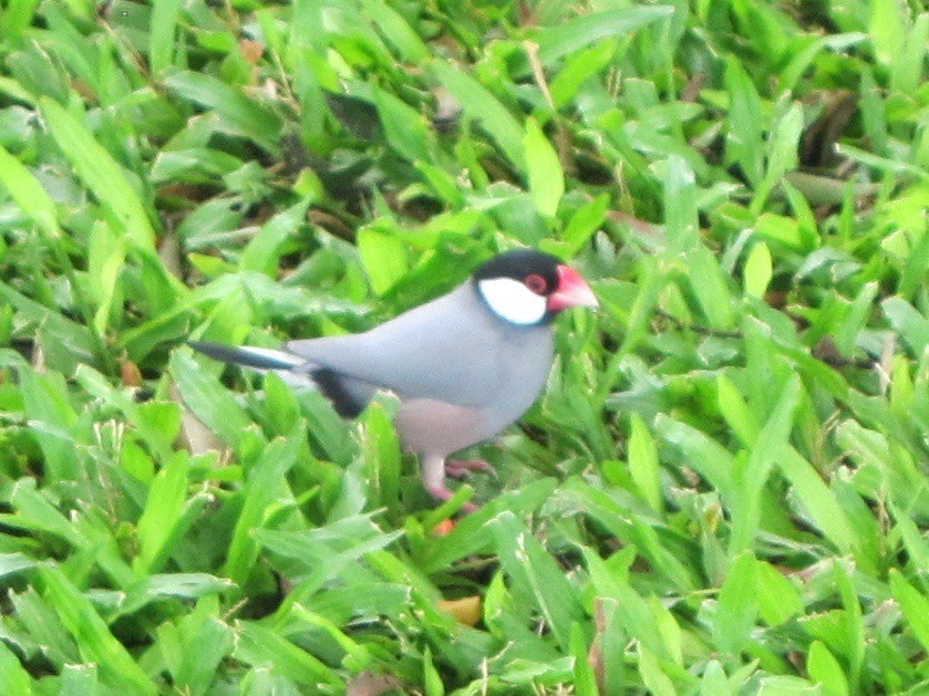 Java Sparrow - ML193848941