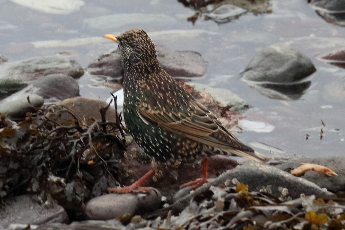 European Starling - Bruce Kerr