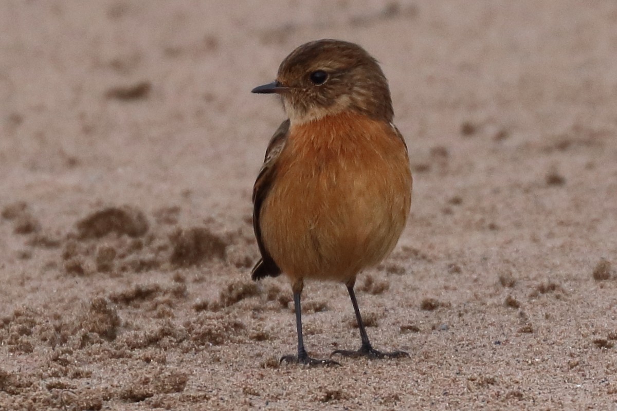 European Stonechat - Bruce Kerr