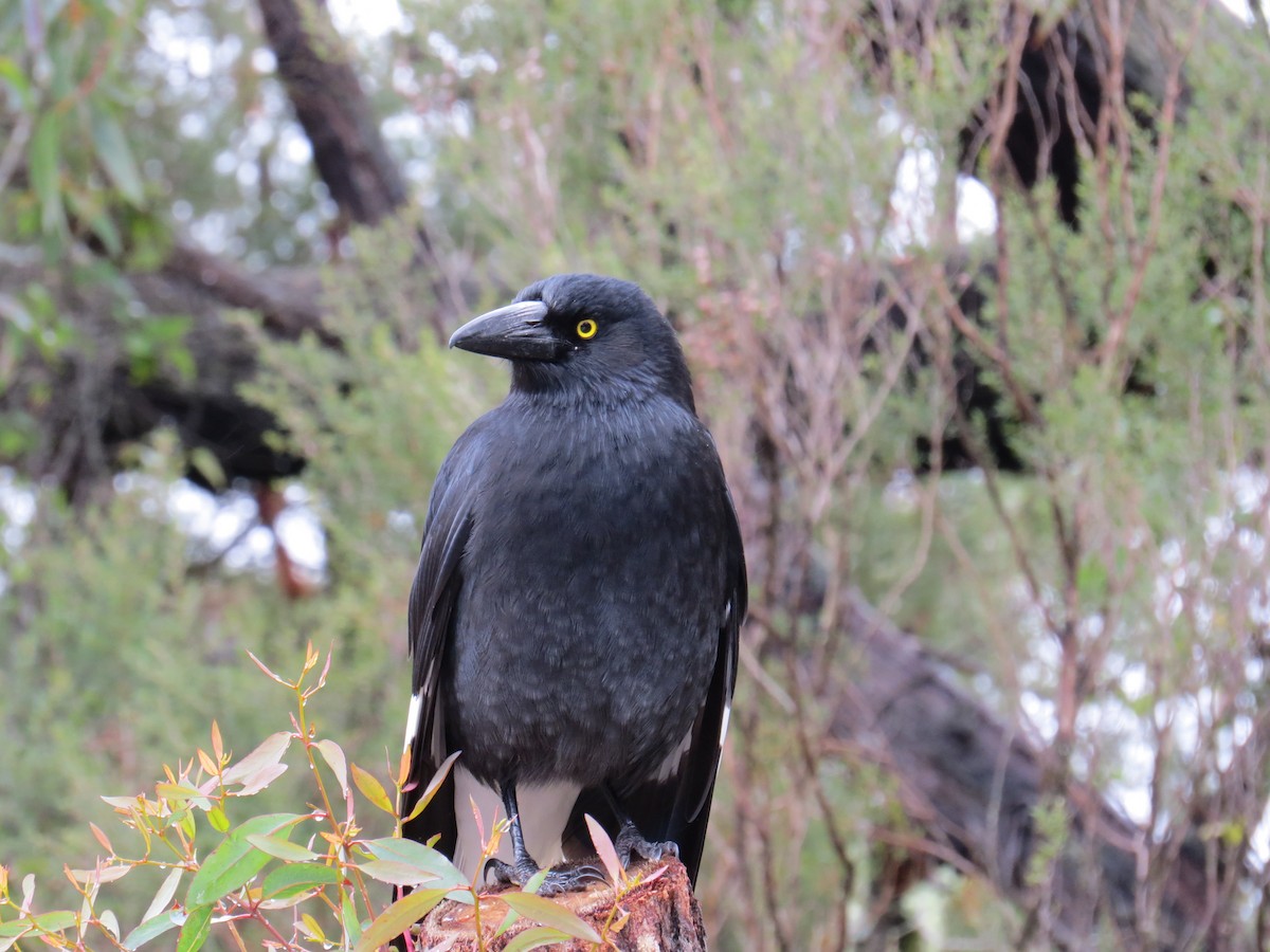 Pied Currawong - ML193849821