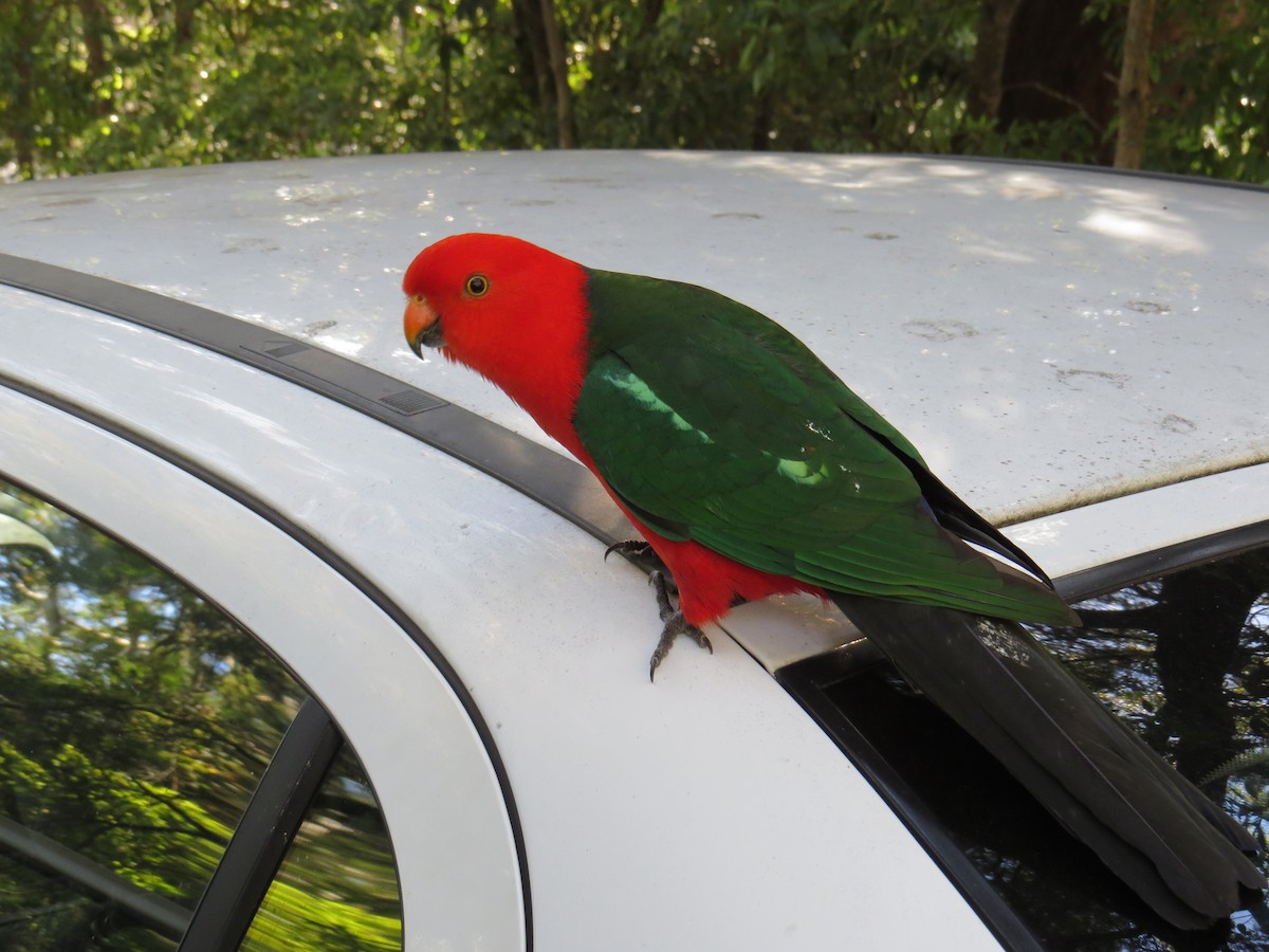 Australian King-Parrot - ML193850141