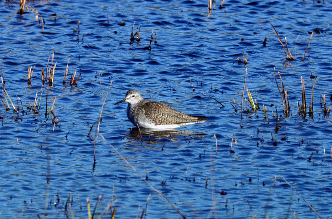 Lesser Yellowlegs - ML193851621