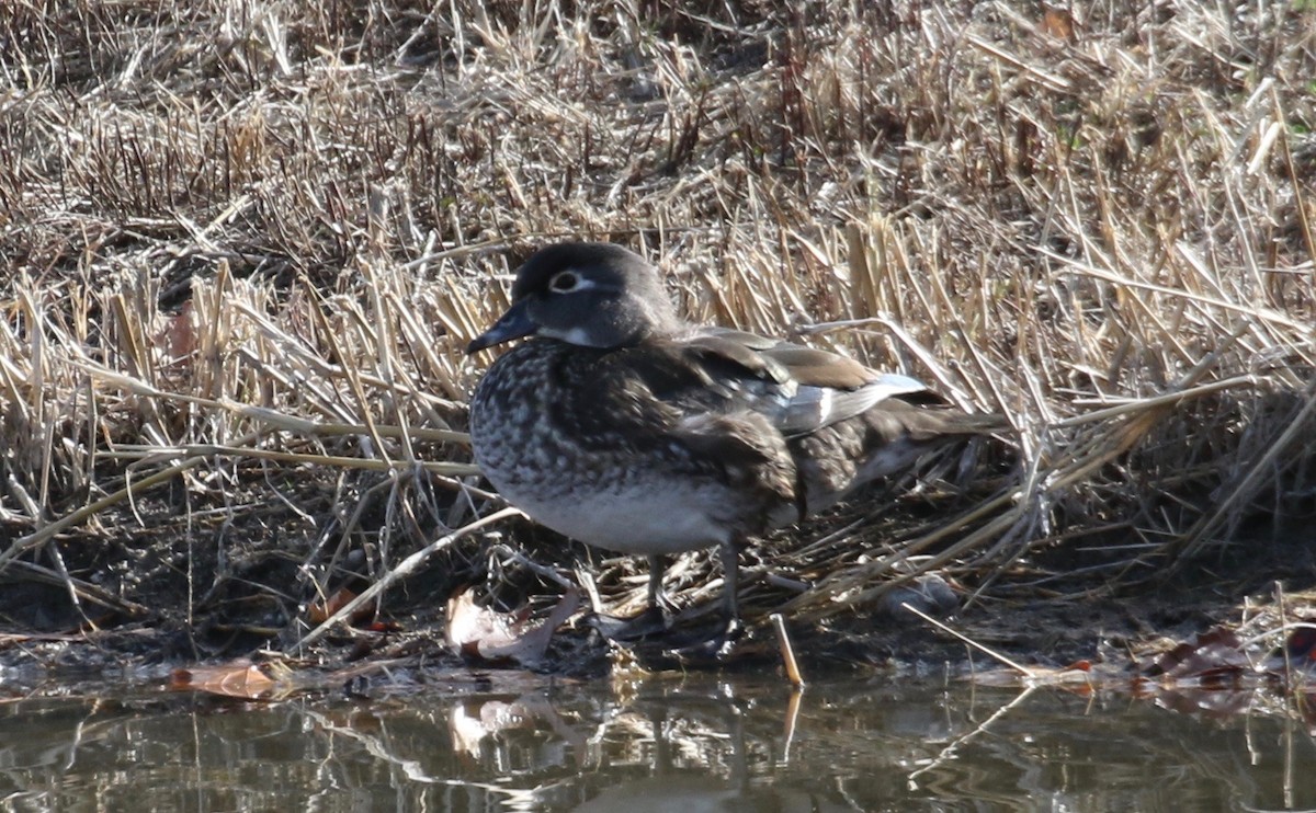Wood Duck - Laurens Halsey