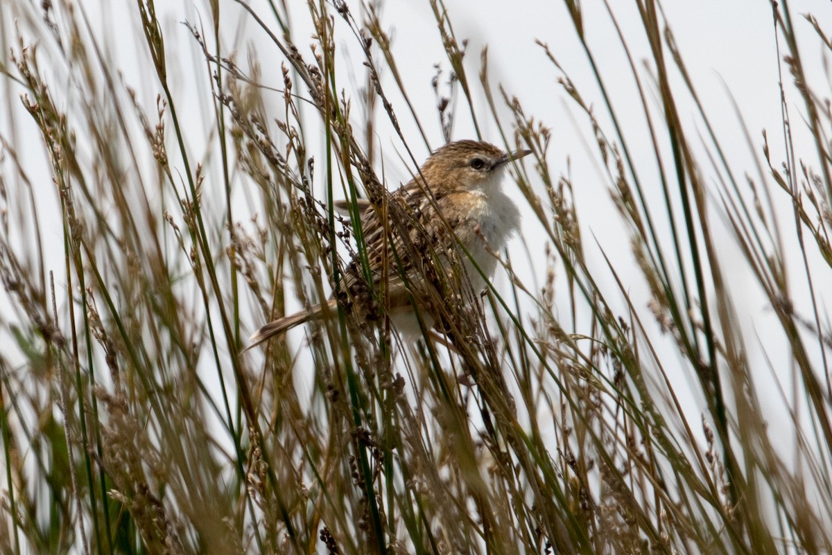 Zitting Cisticola - Leonardo Rassu