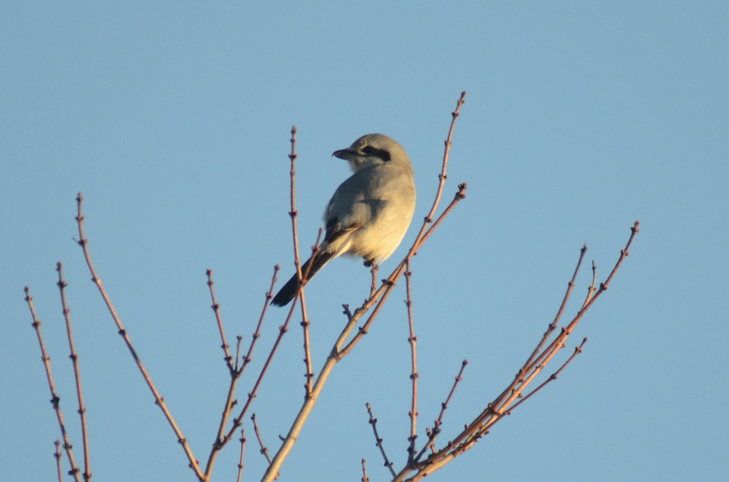 Northern Shrike - ML193856551