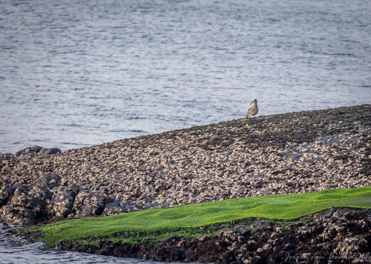 Eurasian Curlew - jeroen van beek