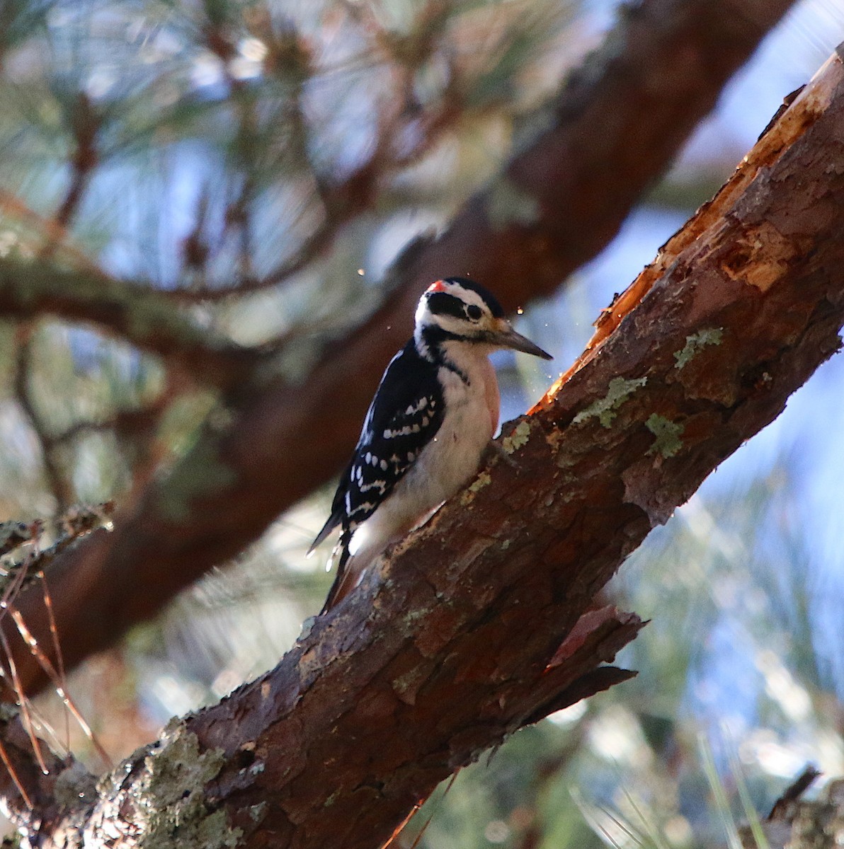 Hairy Woodpecker - ML193858211