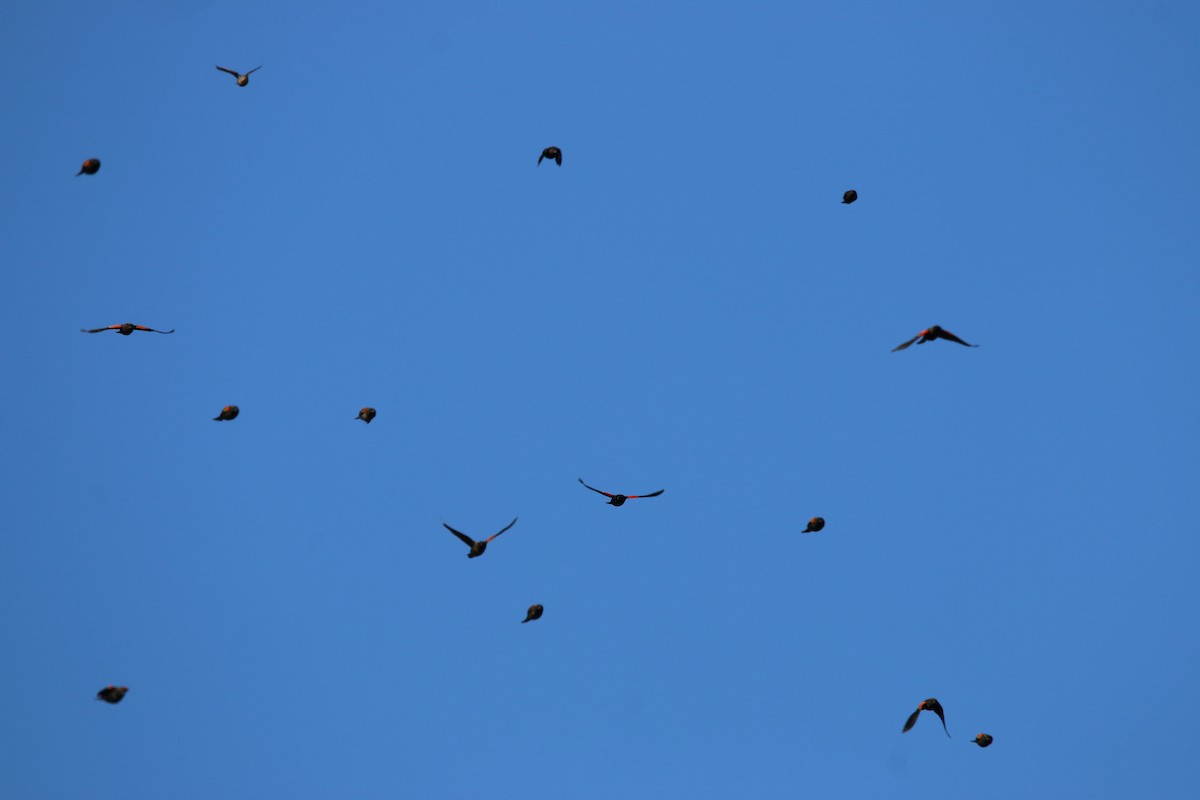 Red-winged Blackbird - ML193858411