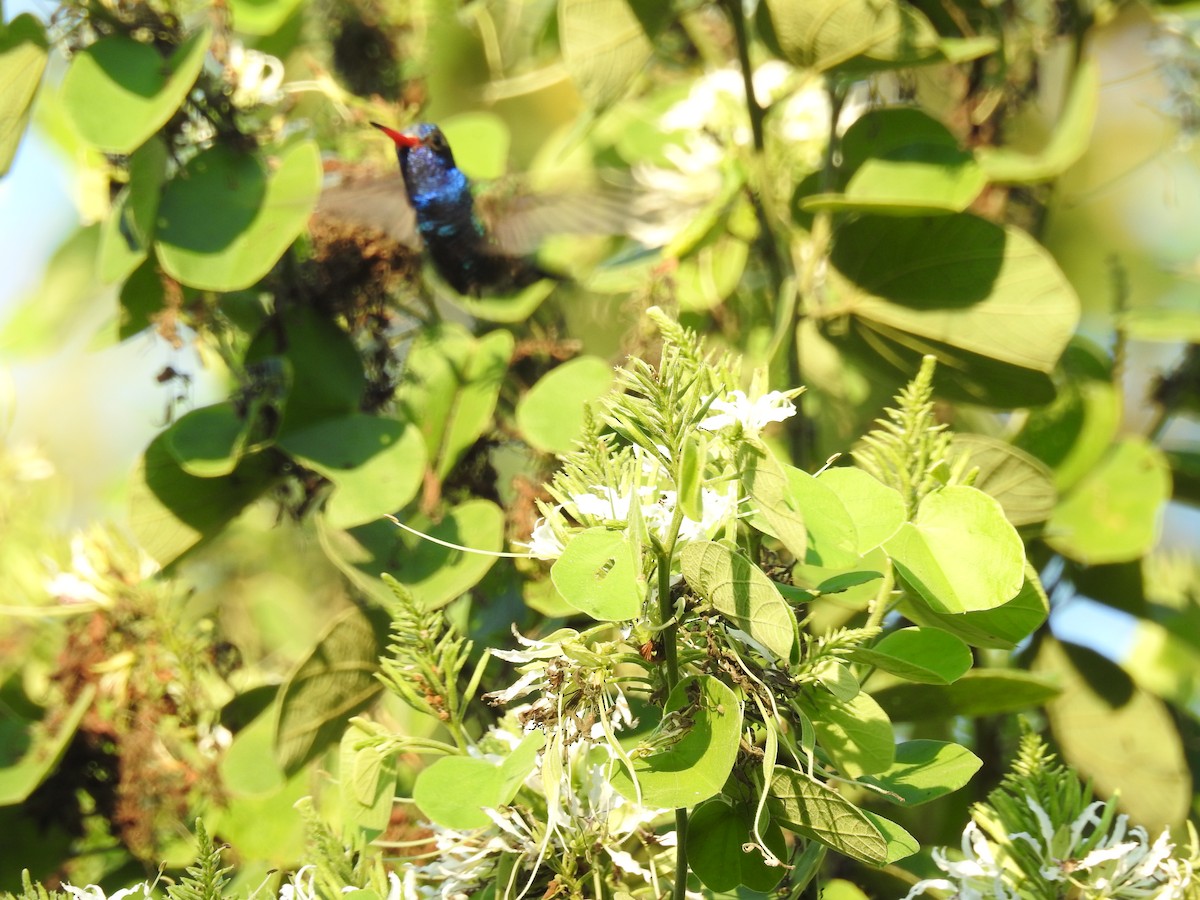 kolibřík aztécký - ML193858621