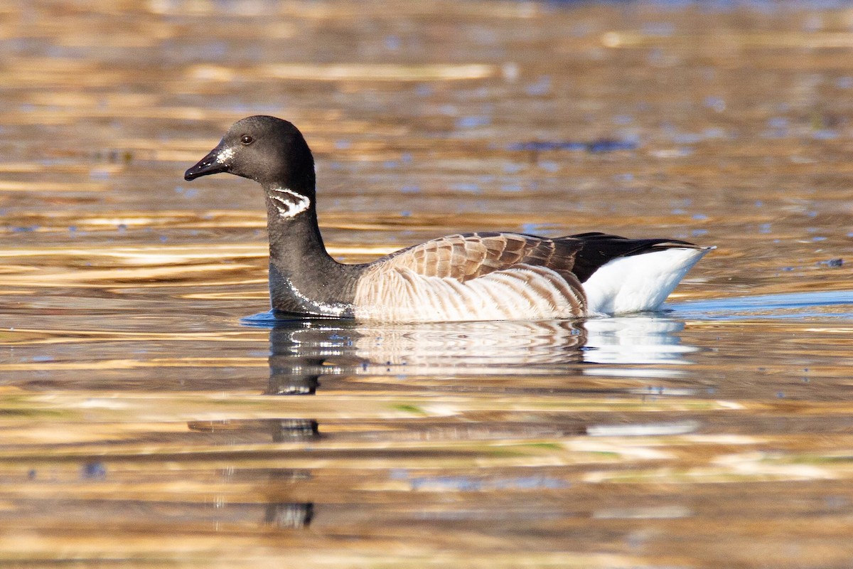 Brant - ML193858641