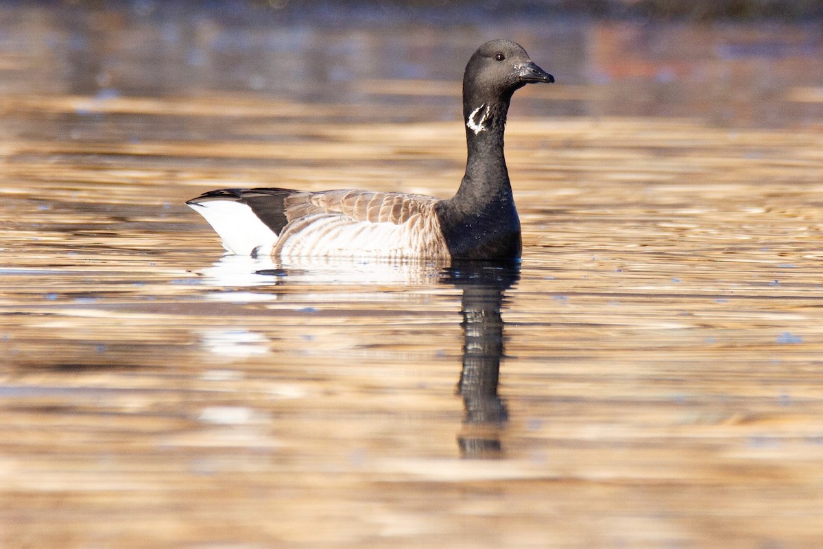 Brant - ML193858661