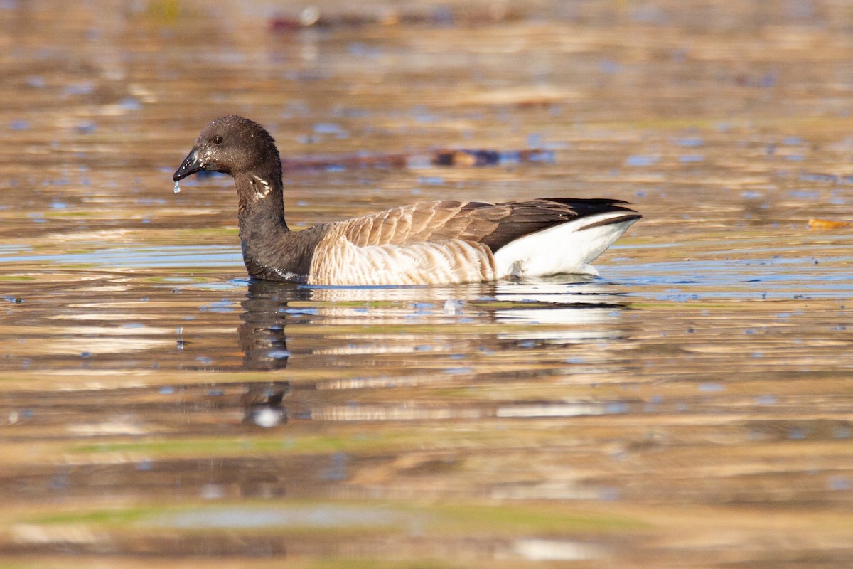 Brant - ML193858671