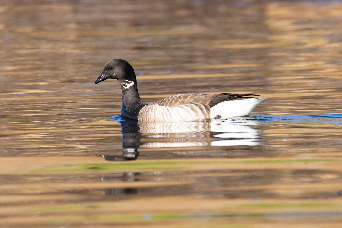 Brant - ML193858681