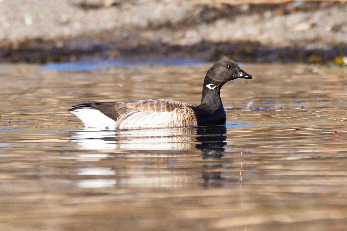 Brant - ML193858691