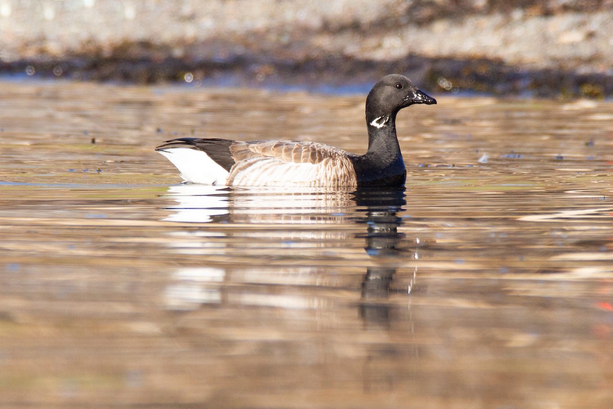 Brant - ML193858711