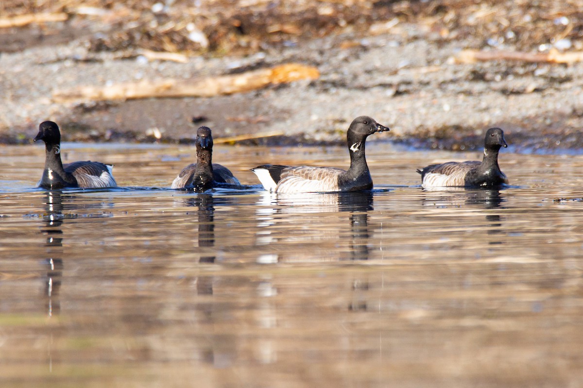 Brant - ML193858731