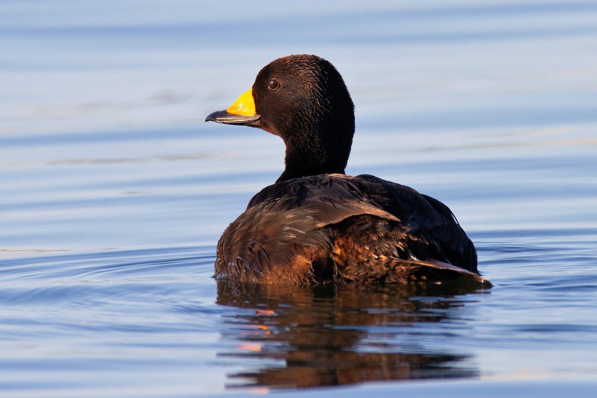 Black Scoter - Mitch (Michel) Doucet