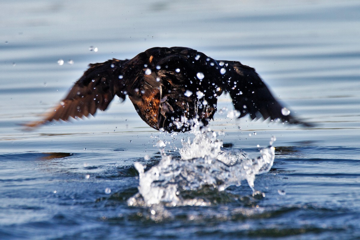 Black Scoter - Mitch (Michel) Doucet